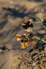 The interesting seed pods or fruit of the Mediterranean Sea Daffodil, Sand Lily, scientific name Pancratium maritimum. The seeds look like coal but are very light in weight to be dispersed by the wind