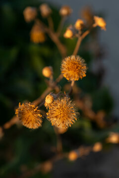 Close up of the seed head of the False yellowhead, Strong-Smelling Inula, scientific name Inula viscosa found growing in the sand at HaBonim Beach Nature Reserve on the Mediterranean Sea in Israel.
