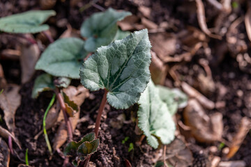 Unique patterns of the heart shaped leaves of the wild Cyclamen plant that grows wild in kIryat Tivon, Israel. It is the symbol of the town.

