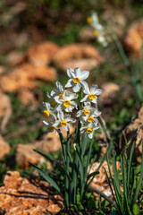 The small wild dafodil called Paperwhite, Bunch-flowered Narcissus, Bunch-flowered Daffodil, scientific name  Narcissus tazetta found on the Carmel Mountain near Haifa, Israel.  
