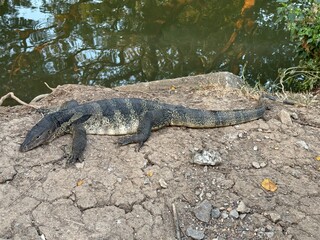 Monitor Lizard