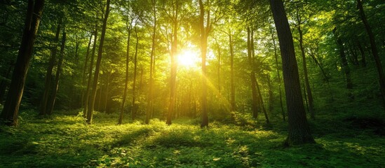 Obraz premium Vibrant green forest scene with sunlight filtering through trees, ample text space