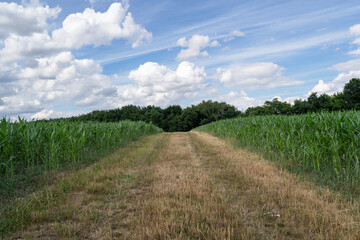 Cornfield with mowed grass and blue sky