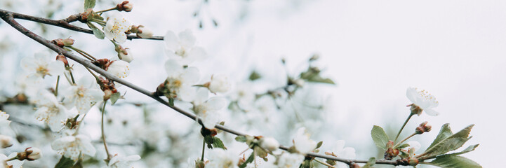 Blooming cherry branches with white flowers close-up, background of spring nature. Macro image of vegetation, close-up with depth of field.