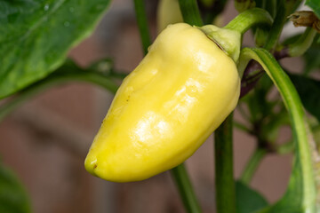 Garden pepper in close up