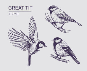 Great tit sketch, realistic bird, hand drawn, vector illustration, black outline