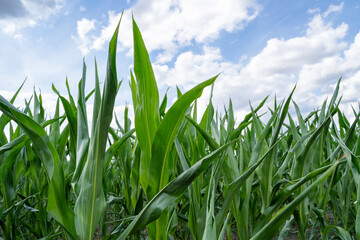 Cornfield with green corn plants in springtime 