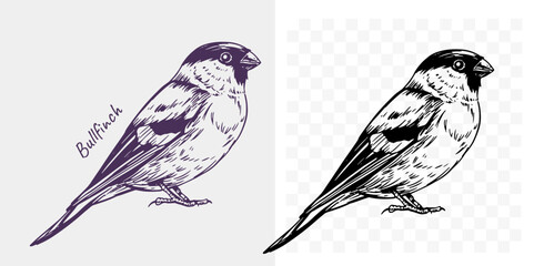 Bullfinch sketch, realistic bird, hand drawn, vector illustration, black outline
