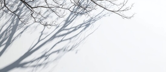 Bare tree branches with intricate shadows on a bright white surface creating an ethereal atmosphere and ample copyspace for text and design elements