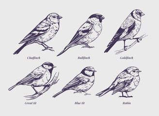 Set birds, great tit, goldfinch, robin, bullfinch, realistic sketch, hand drawn vector