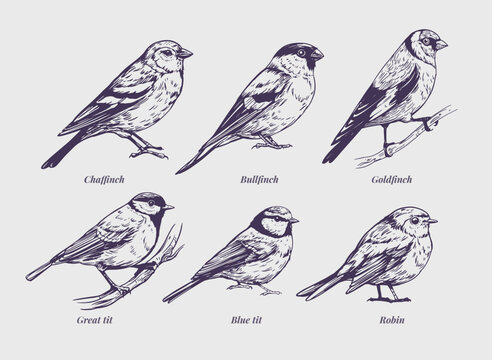 Set birds, great tit, goldfinch, robin, bullfinch, realistic sketch, hand drawn vector