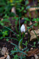 The closed flower of the white Winter Crocus with dew drops in the morning found in the woodlands near Kiryat Tivon in Israel.
