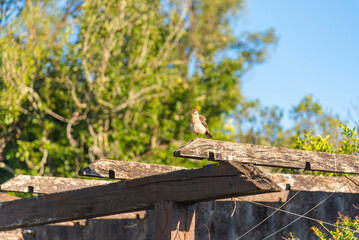 Mimus gilvus bird in nature