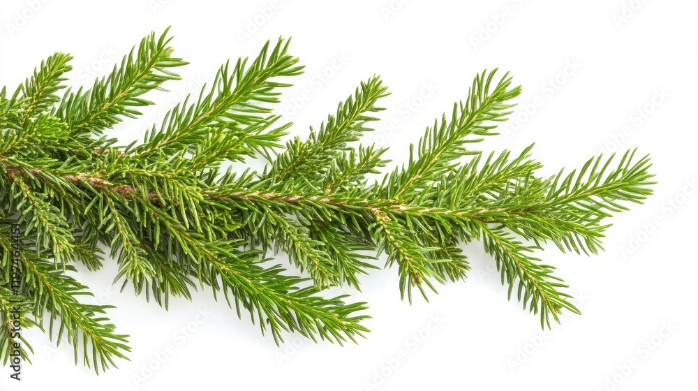 Poster green pine branch isolated on white background with fresh needles and ample copy space for text or d