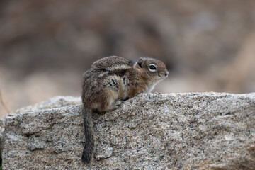 Chipmunk sitting on a rock