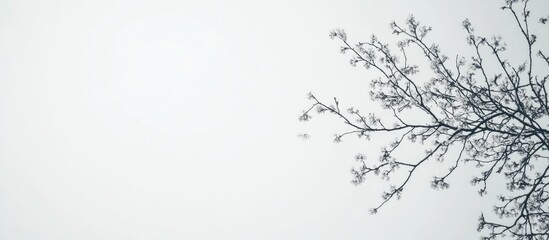 Obraz premium Delicate Cherry Blossom Branches with Soft Pink Buds Against a Light Gray Sky Ideal for Tranquil Backgrounds and Text Overlay