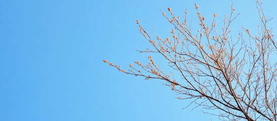 Bare Tree Branches Silhouetted Against a Bright Clear Blue Sky with Expansive Copy Space for Text and Graphic Design Elements