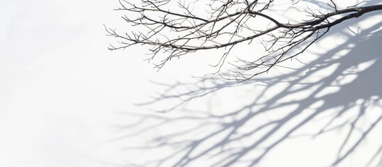 Bare tree branches with intricate shadows on a serene white surface, creating a tranquil space for creative text placement.