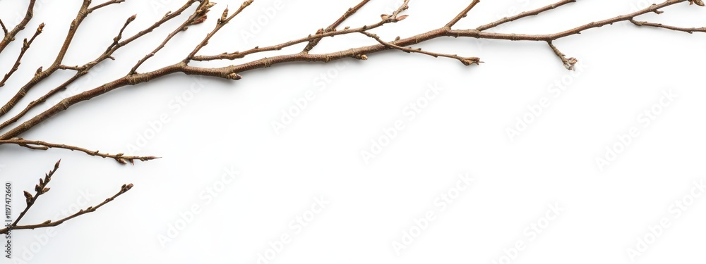 Poster dry branch with buds on white background and ample copy space for text placement
