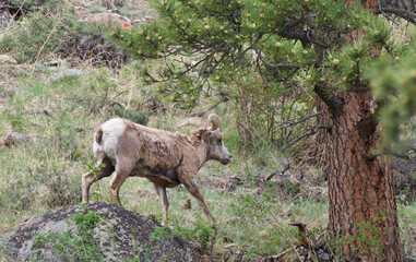 Bighorn in the Rocky Mountains