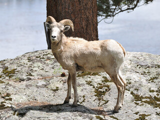 Bighorn in the Rocky Mountains
