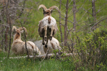 Bighorn in the Rocky Mountains