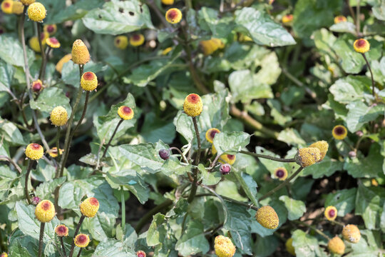 Beautiful Toothache plant (Acmella oleracea) flowers.