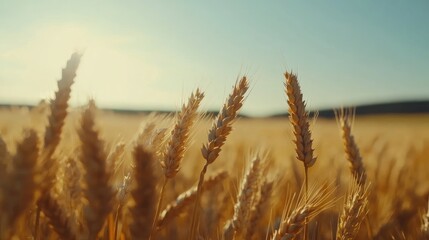 Golden wheat field under a clear blue sky with sunlight creating a warm ambiance Copy Space