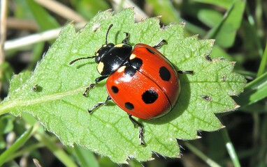 Vibrant Red Ladybug on Green Leaf Closeup Macro Photography