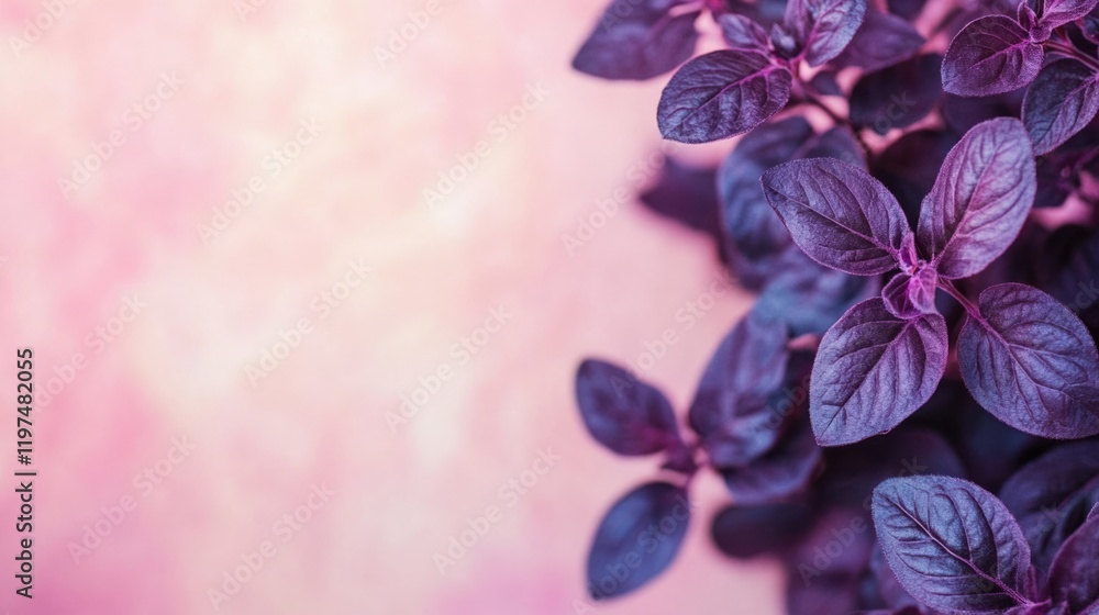 Poster purple basil leaves arranged on a soft pink background with ample copy space for text or branding ap