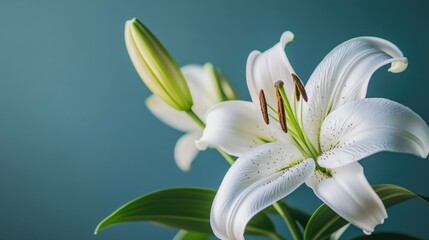 Obraz premium Elegant white lilies with green buds on a soft blue background featuring ample Copy Space for text placement in stock photography.