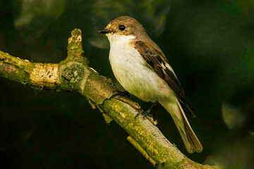 Trauerschnäpper (Ficedula hypoleuca)