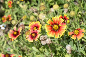 Beautiful Firewheel (Gaillardia pluchella) flowers.