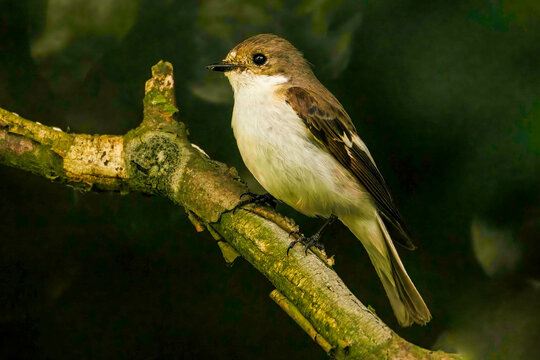 Trauerschn&auml;pper (Ficedula hypoleuca)