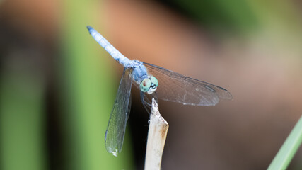 Dragonfly with blue body, green eyes and transparent wings