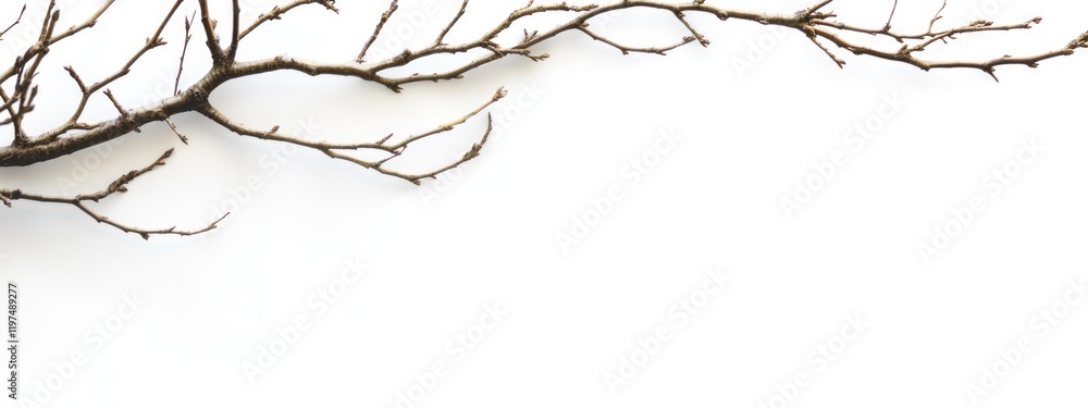 Poster dry tree branch with multiple twigs against a white background suitable for showcasing design elemen