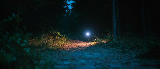 Spotlight illuminates winding path through the mysterious forest at twilight
