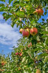Apple tree branch with ripe fruits: autumn harvest scene. Natural organic apple farming: branch full of ripe fruits