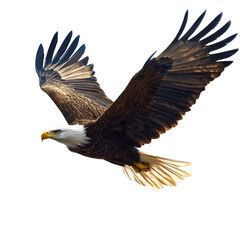 Fototapeta premium A digitally painted bald eagle is depicted in mid-flight against a black background, showcasing its powerful wings and majestic presence.