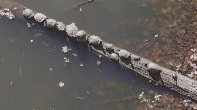 Several aquatic turtles bask in sunshine on log at lake