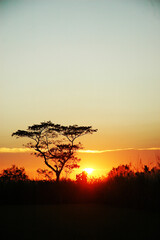sunset in the fields with tree silhouettes