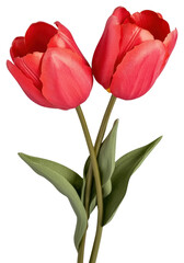 Naklejka premium PNG Two red tulips flower illustration arrangement.