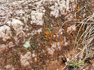 Texture of the white color stone. Surface of the Natural rock. Dried mosses covered the ground.