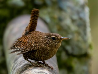 森の中で遊歩道の手すりに留まって周りを見渡しているミソサザイ