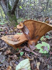 Paxillus involutus mashrooms in autumn mixed forest