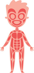 Cartoon illustration of human muscular system of a child showing all muscles in red and pink colors over white background, useful for educational purposes