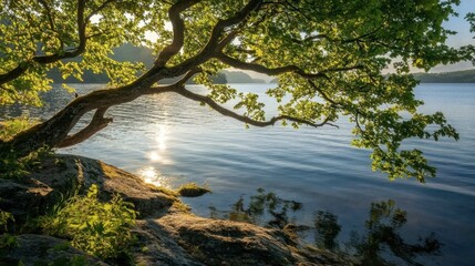 A serene waterfront where a tree branch reaches towards the water, with sunlight filtering through the leaves.