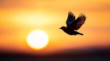 Bird silhouette soaring at sunset