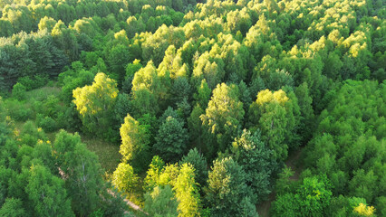 Naklejka premium Aerial view of dense green forest