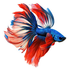 Obraz premium Vibrant Siamese fighting fish with flowing fins in red and blue colors, showcasing its beauty and grace in motion. stunning aquatic creature perfect for any aquarium